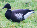 Black Brant